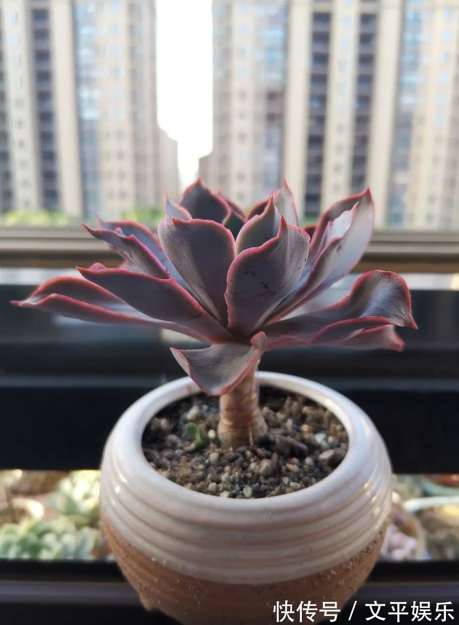 一组逆袭成功的多肉给它时间，它就会给你好看！