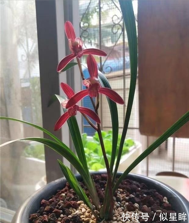 这款顶级兰花，花色艳丽，兰香顶级，珍贵又稀少，有钱也买不到