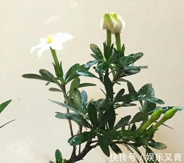 为何在夏季分盆的栀子花,茎干绿油油,就是不发芽,该怎么办