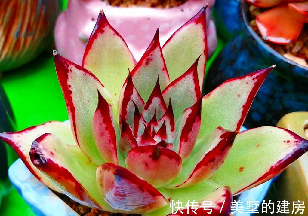 6种多肉热度下降，因为有的品种不好养，很难长成我们想象的样子