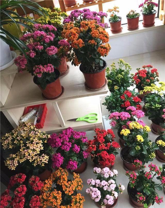 扦插长寿花,喂上2种肥,飞快长成小老桩,阳台开成小花树