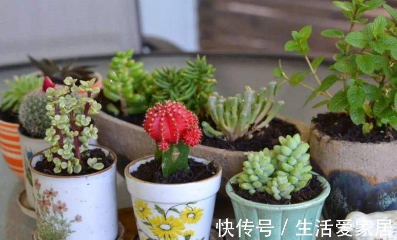万能肥|香蕉皮:绿叶的“清洁剂”,养根壮土的“万能肥”