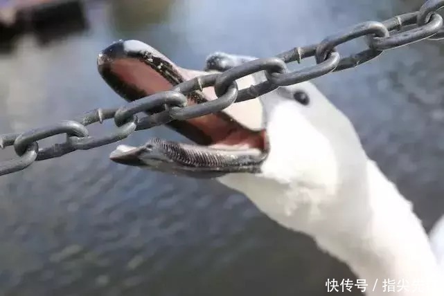 剑桥|剑桥“水怪”！揍人打狗未逢敌手？这么嚣张居然是女王给ta撑腰