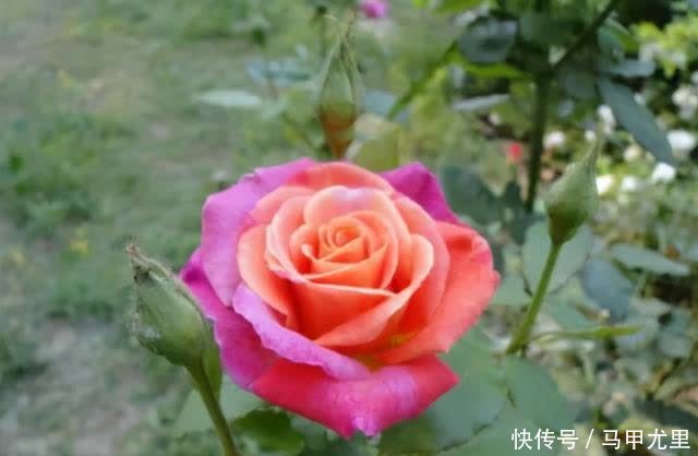 笋芽|月季压枝就能长笋芽?出笋芽是有技巧的,盲目压枝笋芽会很细弱