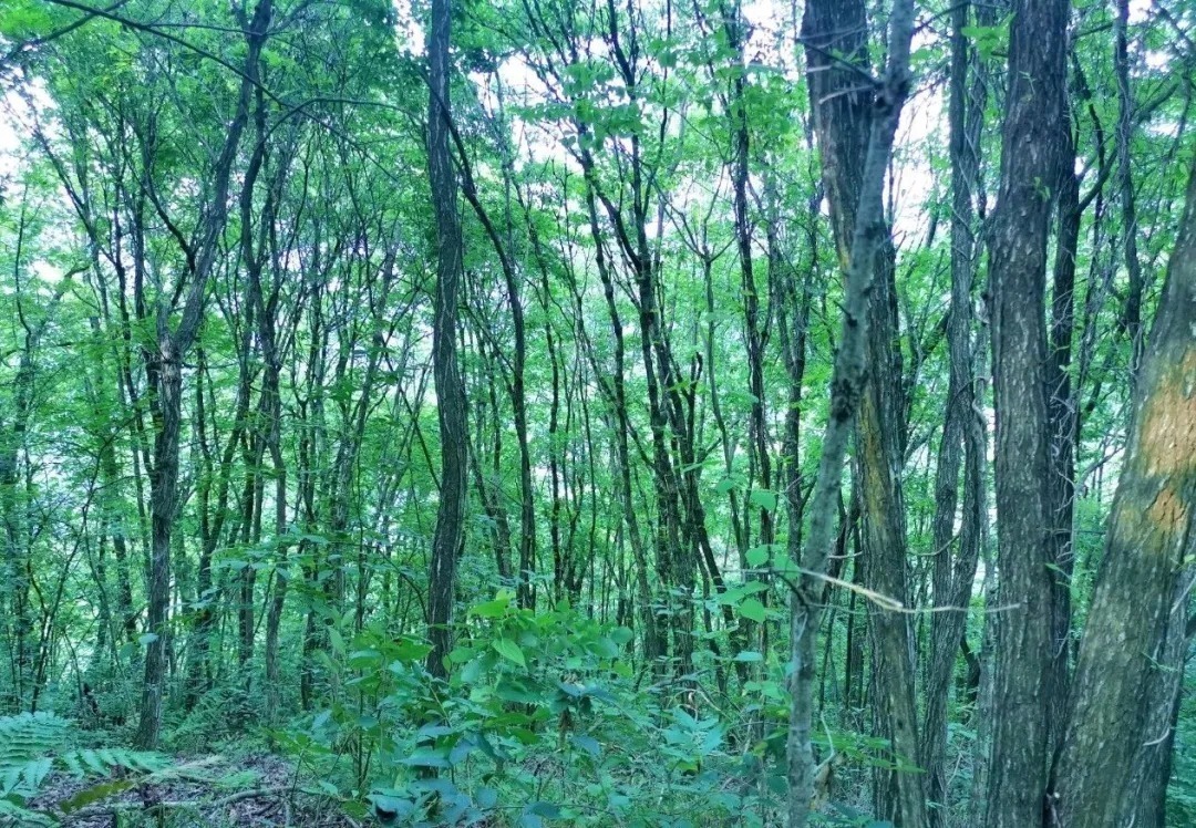 兰花|比松树皮更好的兰花植料，生根快、发芽壮，更适合兰菌滋生