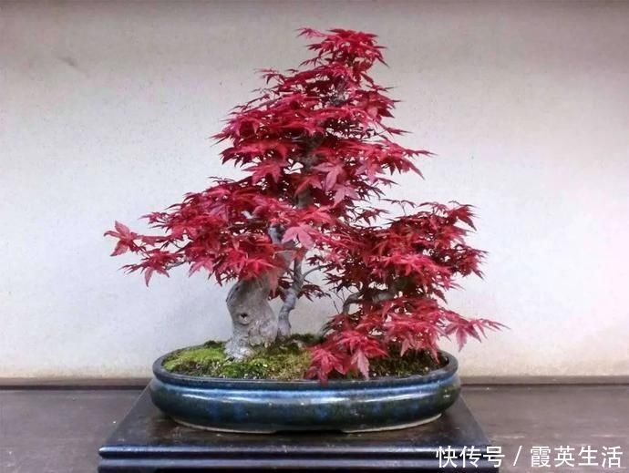 树木|盆景制作技法夏天来到，盆景脱衣换锦，有6种好处