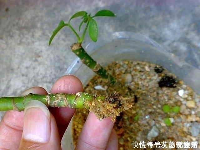 生根|这5棵“树”太贵了,偷偷摘一截枝条就养活了,不用花钱买啦!
