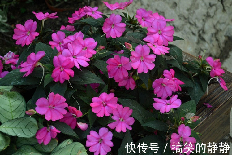 新几内亚|这花卉养在小院,花开鲜艳动人,花期长易成活,家里变成小花园