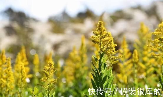 又见外来物种入侵！浙江出现“植物杀手”，外表迷人却危害极大