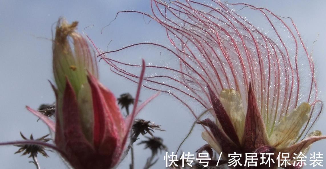花柱|花朵开得像烟火,国内有钱买不到,它的名字叫做草原烟