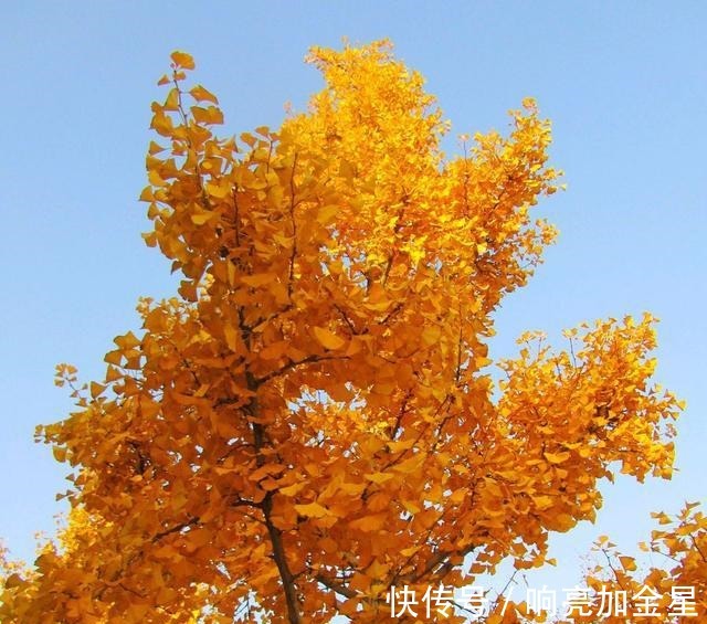 院子里有空地种上这“三种树”，不仅美化环境，寓意美好旺家！