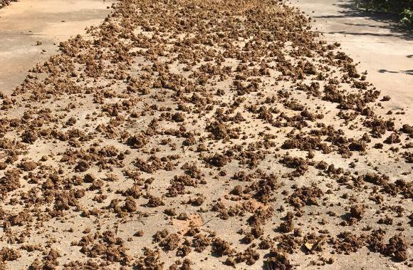 浇灌|给花浇点“开花水”,花苞全都冒出来,比激素还管用!