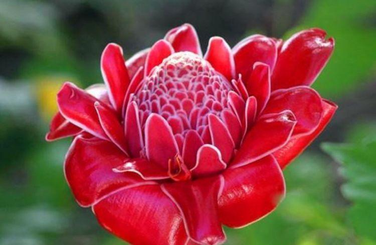 颜值超高的花卉，沾土就活，生命力特别旺盛