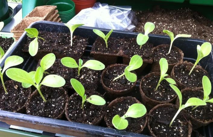 养花|不养花还可以种菜,栽1盆菊苣,既能观赏又能食用,好处多多