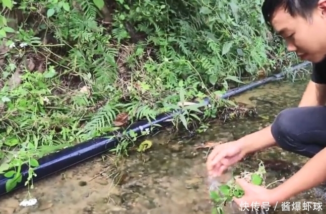 小伙|小伙到田里干活,却意外的发现了一种野味,可以用来凉拌或者炒菜