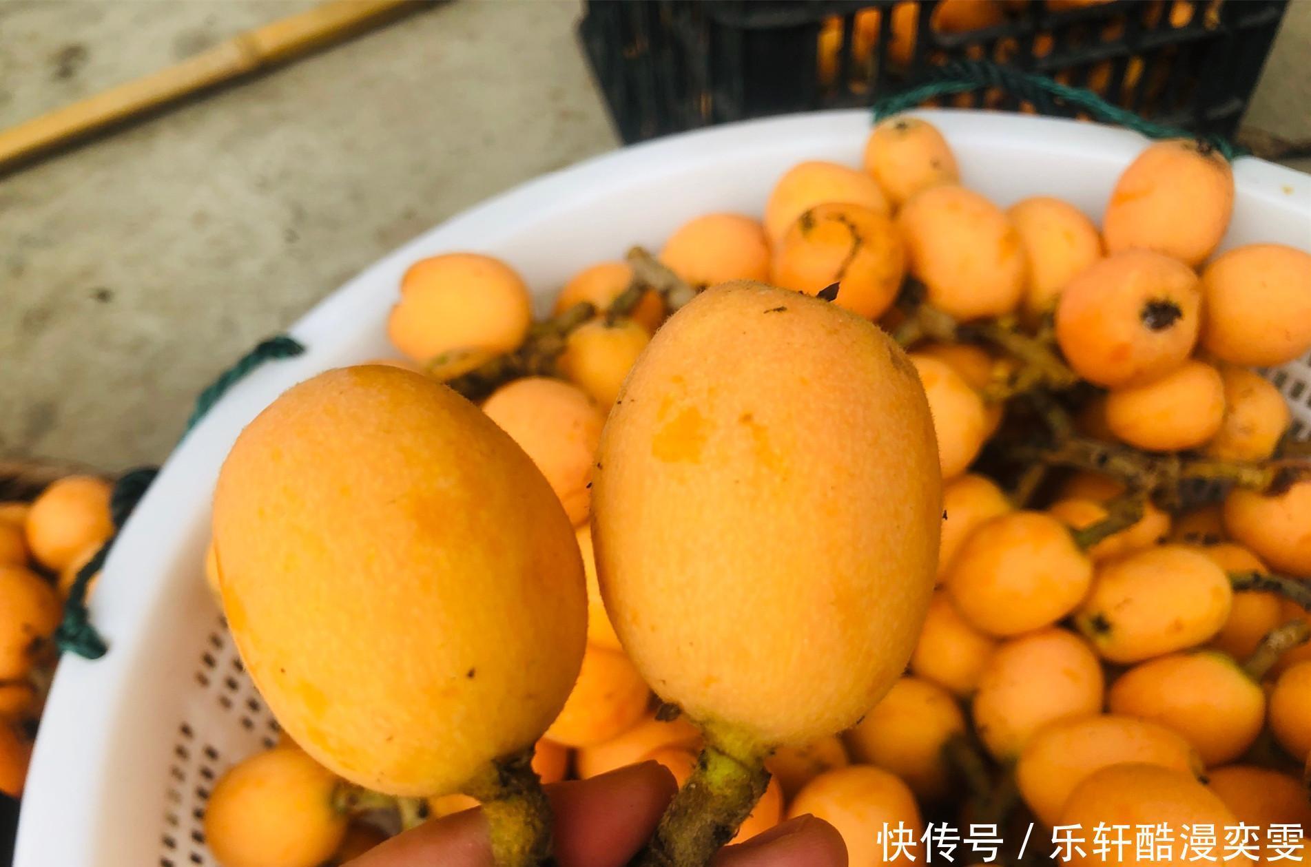 贫富|明日小满,夏日未满多吃“3果3菜”,无论贫富,顺利安康过夏天