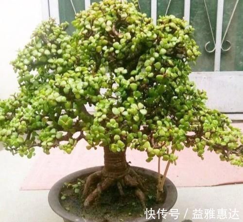 修剪|养金枝玉叶,别只顾施肥,经常剪剪枝,长得更快成老桩