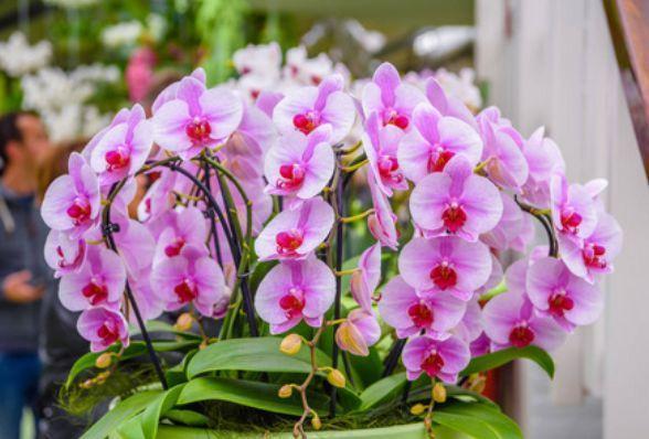 夏天养此款花卉,不怕冷、不怕热,开花漂亮花期长!