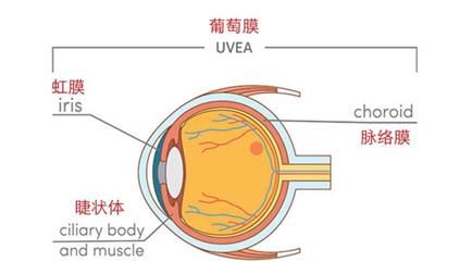 卵囊|天冷吃顿火锅，竟造成视力急剧下降？问题出在哪儿？