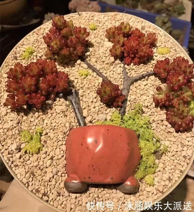 竹篮子|她在医院垃圾桶“捡篮子”,拿来种多肉“颜值高”,人见人爱