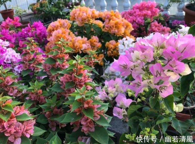 几款花卉,花大服盆快,旺财又旺运,养在家里寓意好