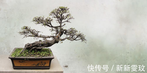 挑选盆景，需要掌握6个挑选条件，才能挑到精品，再也不用交学费