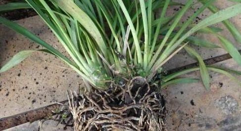 兰花分盆什么时候最佳？