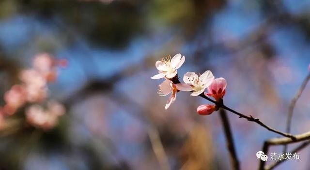 早春花枝俏，清水桃花朵朵开