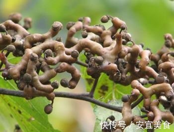 甜瓜|想长寿全靠吃,3种食物离不开,补充营养、身体倍棒