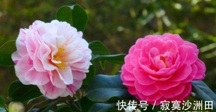 好养|此款花卉便宜又好养,丢到阳台,四季有花开,一养就上瘾!