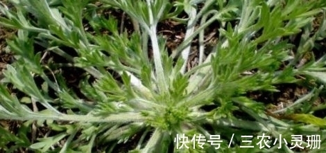 农村|农村一种野菜只能当月吃，下个月药效就没了，城里一斤20块