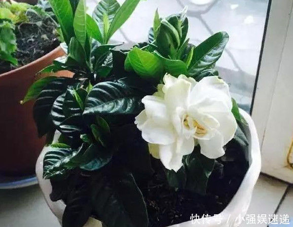 叶片|刚买回来的杜鹃栀子花,叶片泛黄发蔫,学会这几招就可以恢复