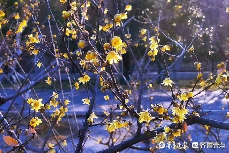 腊梅花|千佛山腊梅花，凌寒独自开，飘香十里外