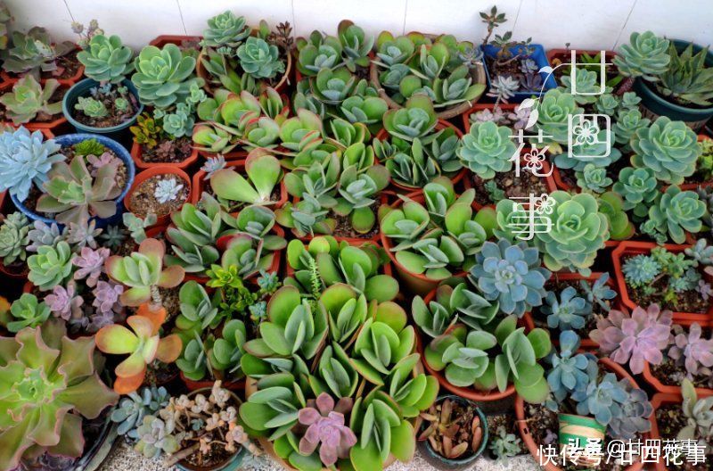 徒长|夏天养多肉，学会基础的“保命5招”，远比所谓“绝招”实在