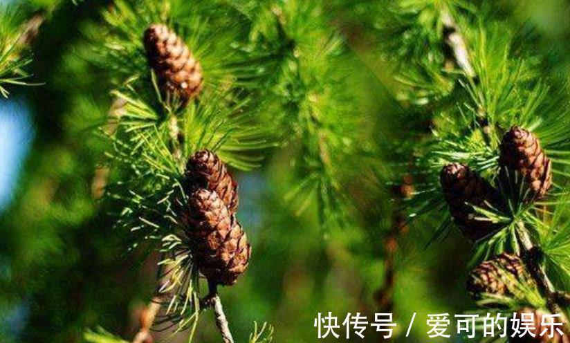 郊游看到3种种子,带回家种在花盆里,养成漂亮小盆景,美哉