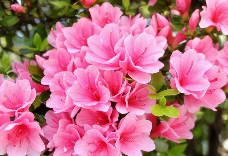 生命力超顽强的几种花卉,常年绿油油的,对待新手很友好