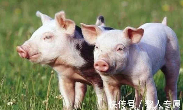 属猪的人生在几月，下半年财运红火，心想事成，脱贫致富