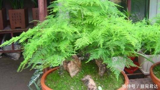 梔子花|家里養10種花，讓身體越來越健康，省下大筆買藥錢，想不長壽都難