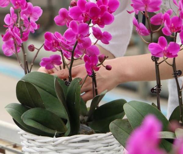 花草|养蟹爪兰,掌握4个小技巧,过年时绿叶间挂满“红花”