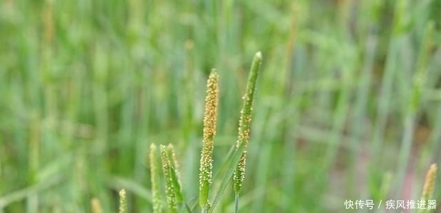 麦田|麦田里的“小香肠”，农民对它痛恨不已，殊不知煮水能治脚气