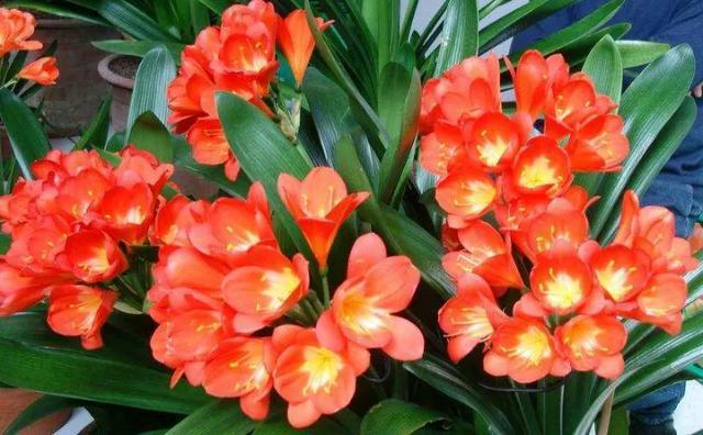 秋天|绿萝君子兰烂心叶黄,“剃个头”新芽直冒,呼呼爆盆!