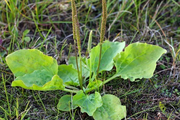 车前草|车前草的功效太强大,除了增强抵抗力,还有3个好处找上门来!
