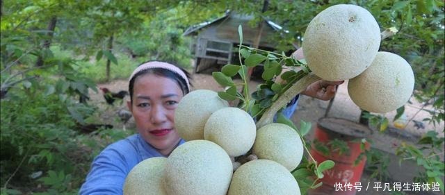 在东南看到这种水果,万不可尝试!10元一个,果肉还糜烂不堪!