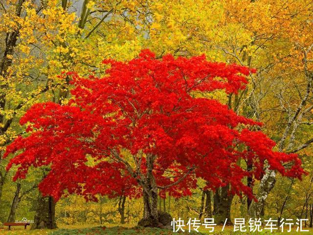 院子里有空地就种这“三种树”,没地挤挤也要种,寓意深远还旺家