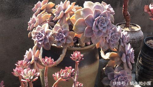 姬胧月|3种多肉植物,容易长成悬崖桩,养护简单颜色艳,高贵大气有格调
