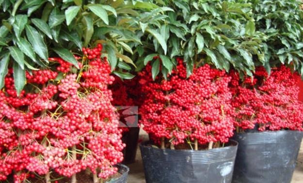 发现一种自带“贵气”的花,家里养一盆,红红火火,那叫一个喜庆