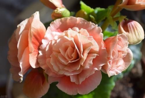 5种花超漂亮，个个美出状态，好打理，易爆盆，花开不断