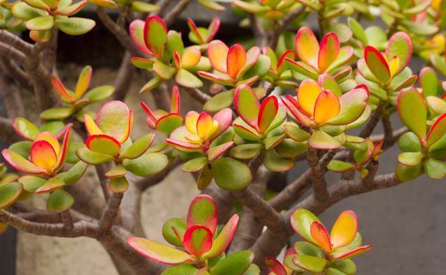 坏事|3种植物最怕“乱浇水”,有时候太勤快反而坏事,管住手,不烂根