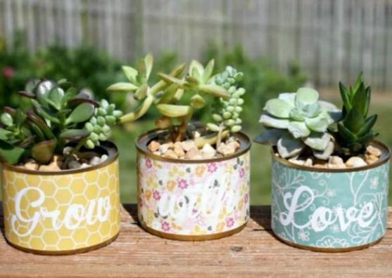 新手小白养殖多肉植物,想要个个长爆盆需多注重5个小技巧