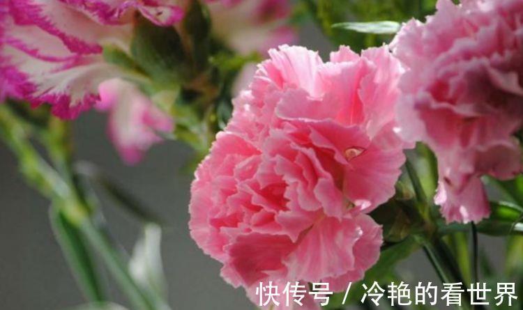 长常|从9月13日开始，家养此款花卉，好活易爆盆，花叶俱美